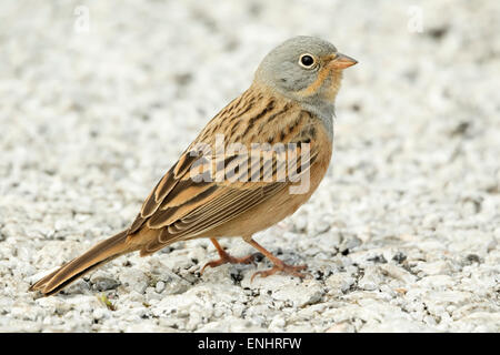 Ein Cretzschmar Bunting (Emberiza Caesia) sitzen auf dem Boden Stockfoto