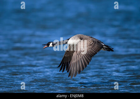 Kanadagans Branta canadensis Stockfoto