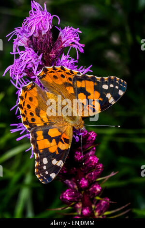 Distelfalter Vanessa cardui Stockfoto