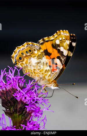 Distelfalter Vanessa cardui Stockfoto