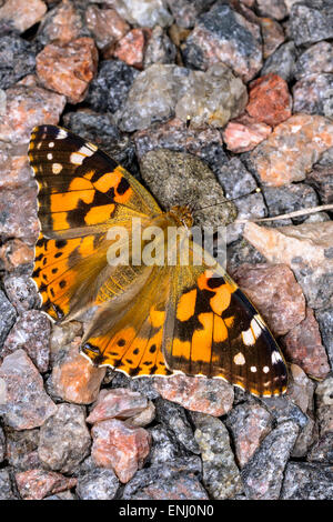 Distelfalter Vanessa cardui Stockfoto
