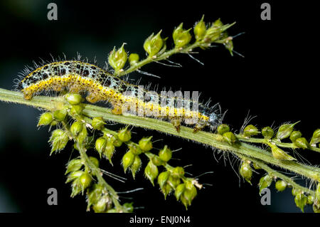 Kohl weiß, Pieris brassicae Stockfoto
