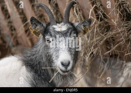 Eine hungrige Ziege Essen Heu. Stockfoto