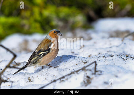 Buchfink, Fringilla coelebs Stockfoto