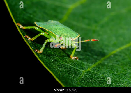 grünes Schild Bug, Palomena prasina Stockfoto