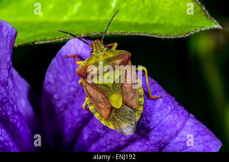 Carpocoris Purpureipennis, espoo Stockfoto