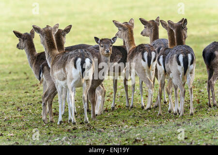 Damwild, Dama dama Stockfoto