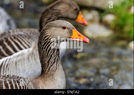 Anser Anser, Graugans Stockfoto