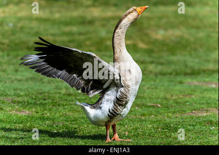 Anser Cygnoides, Schwan Gans Stockfoto