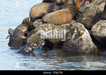 Seelöwen im Wasser kämpfen. Stockfoto