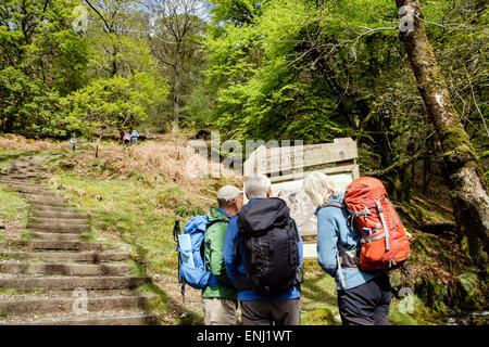 Wanderer auf der Suche nach Informationen mit Karte zu Beginn der Minffordd Pfad durch den Wald zu Cadair Idris (Cader Idris) im National Nature Reserve Wales UK Stockfoto