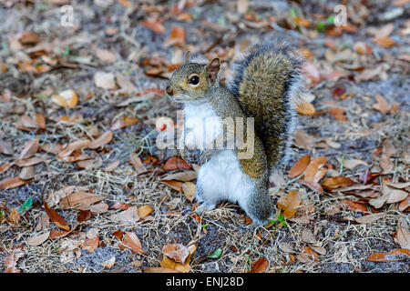 östliche graue Eichhörnchen Stockfoto