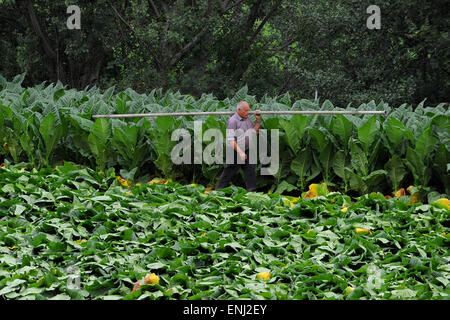 Ein Tabak Landwirt während der Ernte im Fürstentum Andorra. Stockfoto