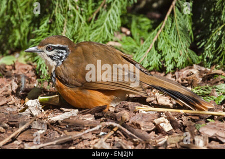 Größere Necklaced Laughingthrush (Garrulax Pectoralis) Stockfoto