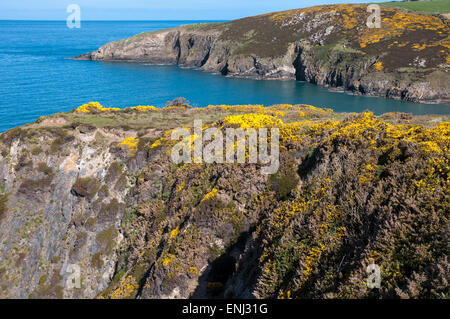 Ginster blühen auf Frischluftkick am Pwllcrochan in North Pembrokeshire an einem sonnigen Frühlingstag. Stockfoto