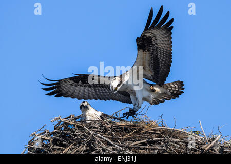 Fischadler Pandion haliaetus Stockfoto