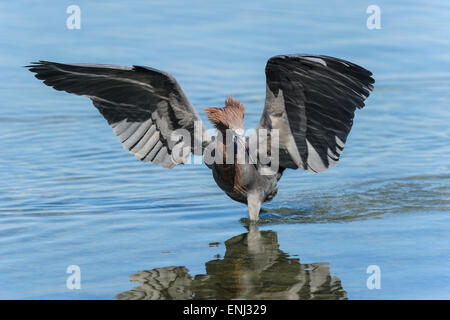 rötlicher Reiher, Egretta saniert Stockfoto