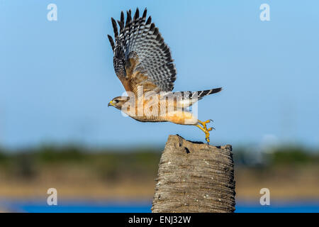 Buteo Lineatus, rot-geschultert Habicht Stockfoto