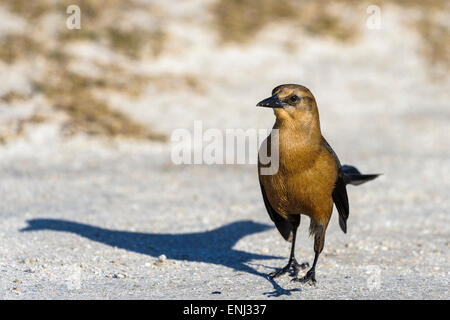 Boot-angebundene Grackle, Quiscalus großen Stockfoto