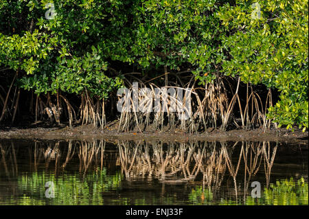 rote Mangrove, Rhizophora mangle Stockfoto