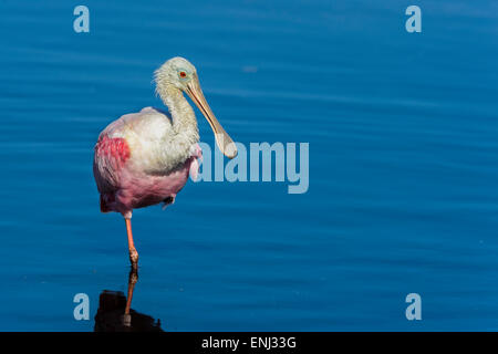 rosige Löffler, Platalea ajaja Stockfoto