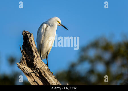 snowy egret, egretta thula Stockfoto