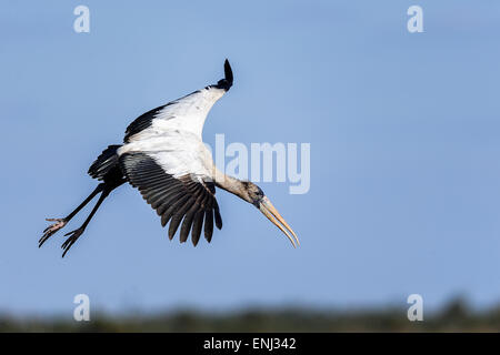 Holz-Storch, Mycteria americana Stockfoto