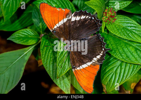 braune Siproeta, Siproeta epaphus Stockfoto