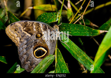 Caligo Atreus, Eule Schmetterling Stockfoto