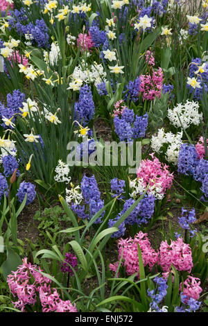 Duft-Gartenblumen in RHS Harlow Carr Gardens, Harrogate, England Stockfoto