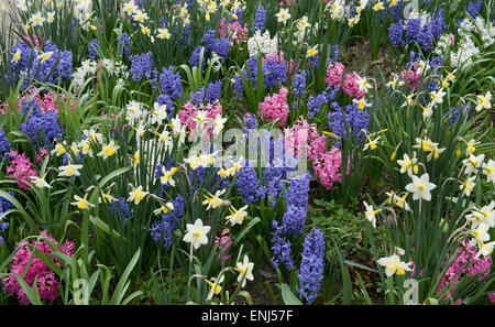 Duft-Gartenblumen in RHS Harlow Carr Gardens, Harrogate, England Stockfoto