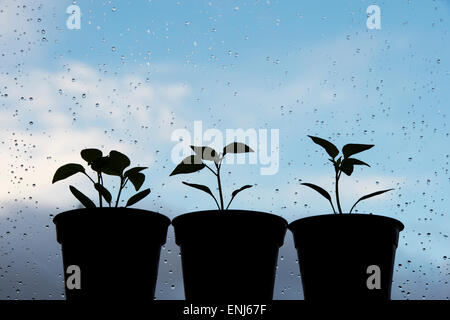 Pfeffer-Pflanze-Sämlinge in Töpfen auf der Fensterbank. Silhouette Stockfoto