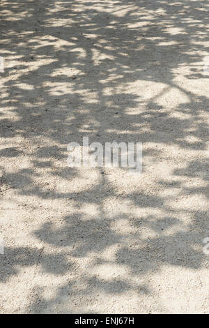 Baum Schatten auf einen Garten Weg Stockfoto