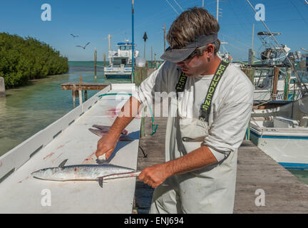 Reinigung und Filetieren von Fisch gefangen auf einem Angelausflug Boot in Robbies Marina. Islamrada. Florida Keys. USA Stockfoto