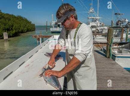 Reinigung und Filetieren von Fisch gefangen auf einem Angelausflug Boot in Robbies Marina. Islamrada. Florida Keys. USA Stockfoto