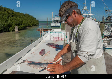 Reinigung und Filetieren von Fisch gefangen auf einem Angelausflug Boot in Robbies Marina. Islamrada. Florida Keys. USA Stockfoto