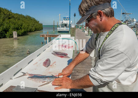 Reinigung und Filetieren von Fisch gefangen auf einem Angelausflug Boot in Robbies Marina. Islamrada. Florida Keys. USA Stockfoto