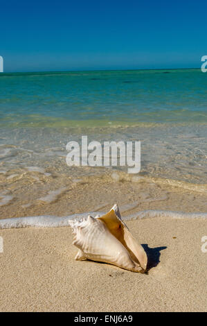 Abgewrackten Muschelschale. Key West. Florida Keys. USA Stockfoto