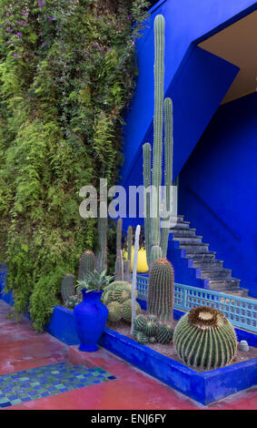 Marokko Marrakesch Marrakesch Jardin Majorelle Yves Saint Laurent Garten Kaktusgarten Kakteen wachsen an einer Grenze beim Haus Stockfoto