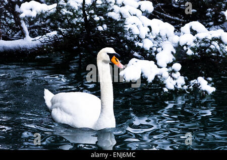 Schwan auf einem See im Winter Alpen Umwelt am Bleder See, slowenischen Alpen Stockfoto