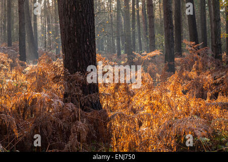 Goldene Bracken mit Hintergrundbeleuchtung und ein Hauch von Nebel am Morgen des Novembers unter den Tannenbäumen der Harlestone Firs in der Nähe von Northampton, Northamptonshire, England. Stockfoto