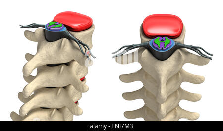 Menschliche Wirbelsäule im Detail: Wirbel, Knochenmark, Scheibe und Nerven Stockfoto