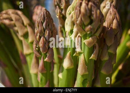 Trauben von Spargel in einem ländlichen Bauernhof Stand, Lancaster, PA, USA Stockfoto