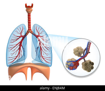Alveolen in der Lunge - Blut mit Sauerstoff zu sättigen Stockfoto