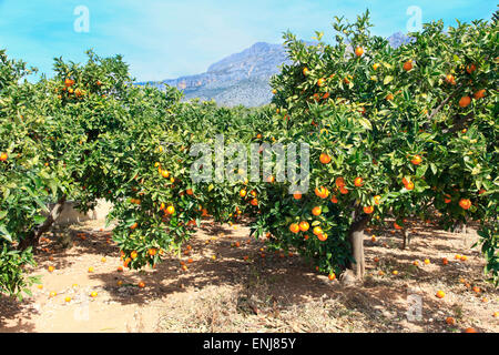 Orangen wachsen auf Bäumen Stockfoto