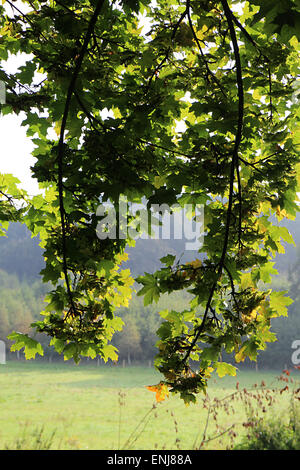 Eichenlaub im Sommer mit einem Feld im Hintergrund Stockfoto