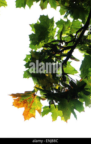 Ahornblätter gegen hellen Himmel im Frühherbst Stockfoto