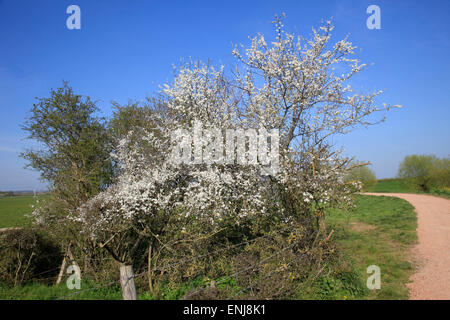 Blühende Blackthorn Busch Stockfoto