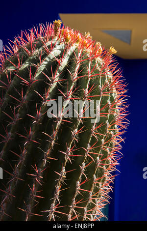 Ferocactus pilosus cactus in Blüte in einem Kaktusgarten Marokko Marrakesch Marrakesch Jardin Majorelle Yves Saint Laurent Garten Stockfoto