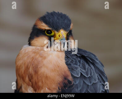 Gemeinsamen Kestrel gehockt log Stockfoto